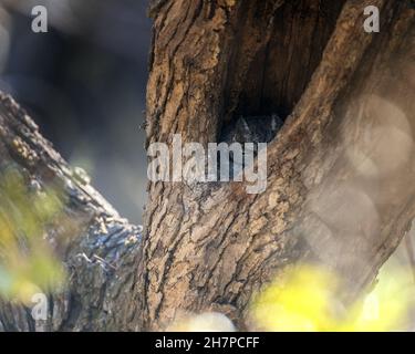 Un hibou des montagnes de l'Ouest (Megascops kennicottii) repose dans le coin d'un arbre mort, Franklin Canyon, Beverly Hills, CA. Banque D'Images