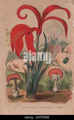 L'Amanita caesarea (César) de champignons/muscaria (agaric fly). Amaryllis, 1833 Banque D'Images