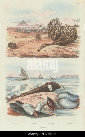 Jéricho rose-cochon. Goose barnacles. Anatina clam. Escargot Olive, 1833 Banque D'Images