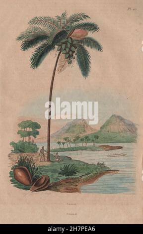 Coco : Cocotier (cocotier). Antique print 1833 Palm, Banque D'Images
