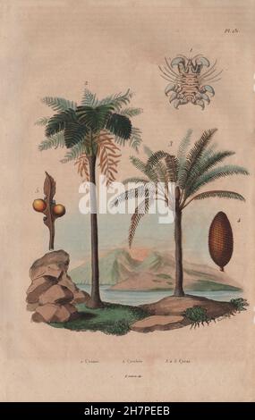 Arbres : Cyamus pou (baleine). Cyathea (fougère arborescente). Cycas (Baquois), 1833 Banque D'Images