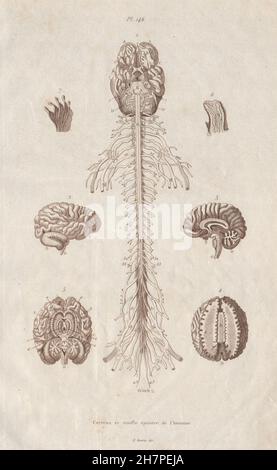 Anatomie : cerveau et la moelle épinière, antique print 1833 Banque D'Images