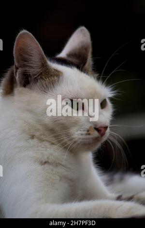 Gros plan sur un chat féminin indien en colère Banque D'Images