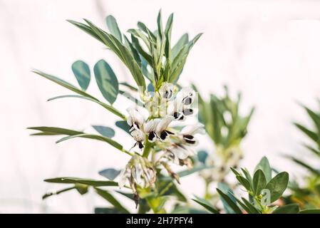 Vicia faba, connue sous le nom de fèves, ont des fleurs blanches et noires d'où naîtront le fruit de cette légumineuse. Banque D'Images