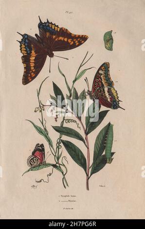 Deux PAPILLONS-tailed Pasha/Foxy empereur. Vingt-huit de Cramer, 1833 imprimer Banque D'Images