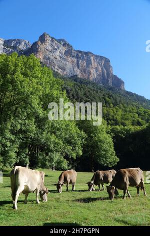 Bruna dels Pirineus race de bétail, également connue sous le nom de Bruna de los Pirineos.Race dérivée de la variété de Braunvieh suisse.Pyrénées, Espagne. Banque D'Images