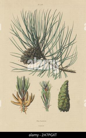 Arbres : pin laricio. Pinus nigra var. corsicana (pin noir de Corse), 1833 Banque D'Images