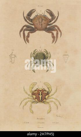 PORTUNUS : crabes crabe en velours. Piscine en marbre.crabe Charybdis variegata, 1833 Banque D'Images