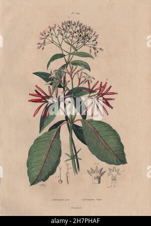 Arbre de l'ÉCORCE DE QUININE : rouge et gris (Quinquina Cinchona), antique print 1833 Banque D'Images