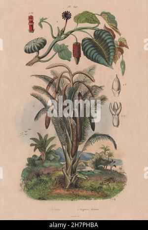 Plantes : Sablier Sandbox (arbre). Sagouier farineux (usine de sagou), old print 1833 Banque D'Images