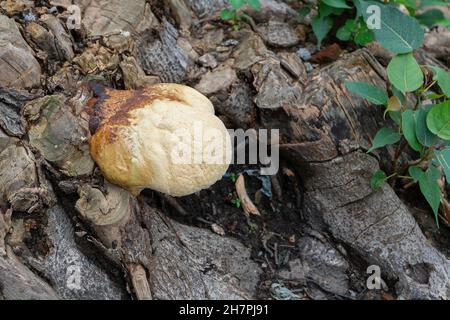 Champignon polyporeux, un champignon commun sur le vieux tronc d'arbre.Howrah, Bengale-Occidental, Inde. Banque D'Images