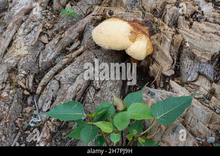 Champignon polyporeux, un champignon commun sur le vieux tronc d'arbre.Howrah, Bengale-Occidental, Inde. Banque D'Images