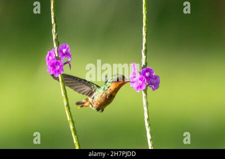Deuxième plus petit oiseau au monde, la Coquette toufftée se nourrissant d'une fleur violette de Verbain dans un éclairage chaud. Banque D'Images