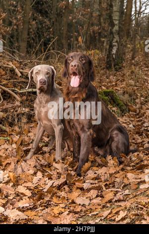 Weimaraner et Brown à revêtement plat retriever dans la forêt d'automne.Chiens heureux.Chiens de chasse.Chiens de chasse assis dans les bois.Chasse d'automne. Banque D'Images