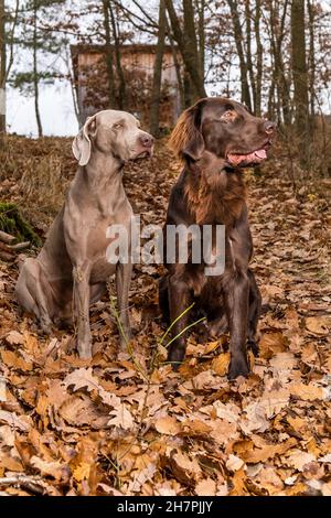 Weimaraner et Brown à revêtement plat retriever dans la forêt d'automne.Chiens heureux.Chiens de chasse.Chiens de chasse assis dans les bois.Chasse d'automne. Banque D'Images