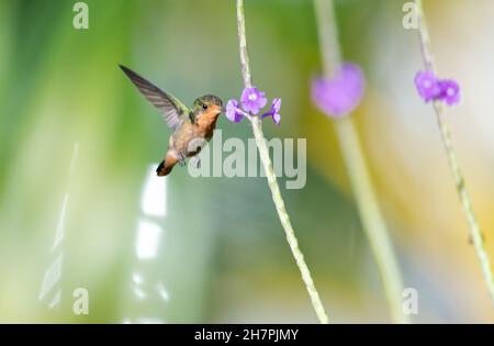 Deuxième plus petit oiseau au monde, le Tufted Coquette, Lophornis ornatus, se nourrissant d'une fleur violette de Verbain en plein soleil. Banque D'Images