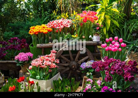 Chariot en bois décoratif de jardin avec fleurs de variétés multicolores dans une serre ou un jardin.Tulipes roses, jaunes, bordeaux, rouges et blanches.Floricultur Banque D'Images