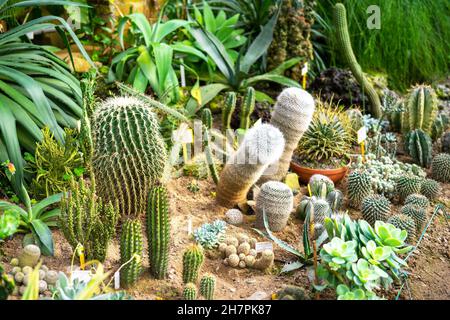 Différents types de cactus de désert ou plantes succulentes dans une serre ou un jardin.Concept de jardinage. Banque D'Images
