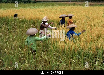 Indonésie.Îles de la petite Sunda.Bali.Les travailleurs récoltant du riz. Banque D'Images