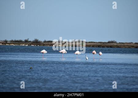 Flamingo dans le sud de la France près de Montpellier (Villeneuve les Maguelone) Banque D'Images