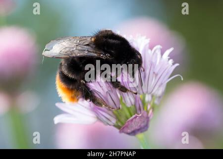 Steinhummel, Stein-Hummel, Bombus lapidarius, Pyrobombus lapidarius, Melanobombus lapidarius,Aombus lapidarius, Weibchen beim Blütenbesuch auf Schnit Banque D'Images