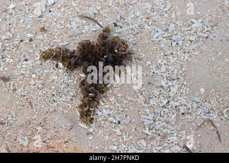 photo d'algues et de petits rochers sur le sable de la plage Banque D'Images