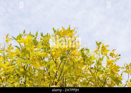Grandes branches avec de nombreuses feuilles jaunes de Fraxinus ou de frêne dans un jardin dans un jour ensoleillé d'automne, magnifique extérieur monochrome arrière-plan Banque D'Images