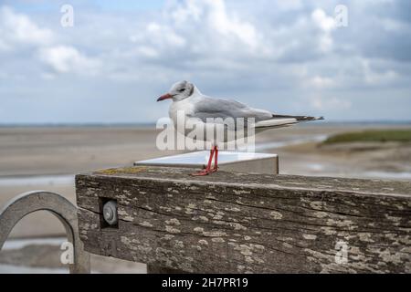 mouette assise sur une planche de bois par un ciel nuageux. la plage et les nuages sont visibles en arrière-plan. Banque D'Images