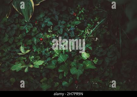 Un agréable jardin sombre avec des épaississants verts de fraises, aglaonema, et plantain, avec un accent sélectif sur la verdure et une partie des avant--toits de plantes Banque D'Images