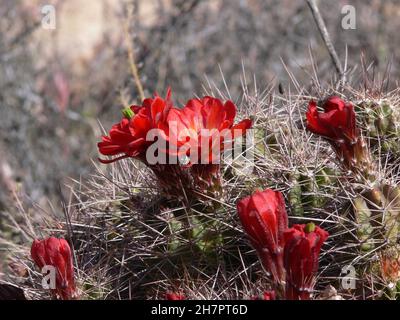 Gros plan de fleurs rouges sur un cactus cylindrique. Banque D'Images