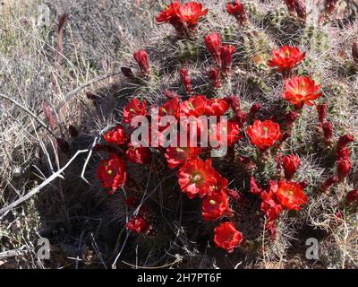 Des fleurs rouges brillantes fleurissent sur un cactus épineux. Banque D'Images