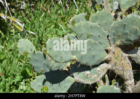 Un grand cactus de poire de Prickly cultive de nouvelles feuilles. Banque D'Images
