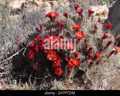 Un cactus à canon fleurit au soleil de l'Arizona. Banque D'Images