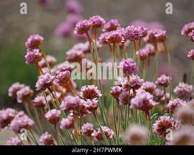 Abondance rose flush de fleurs de Sea Thrift, thrift, thrift de mer ou rose de mer (Armeria maritima) sur le sommet de la falaise, Mainland, Orkney, Écosse, Royaume-Uni Banque D'Images