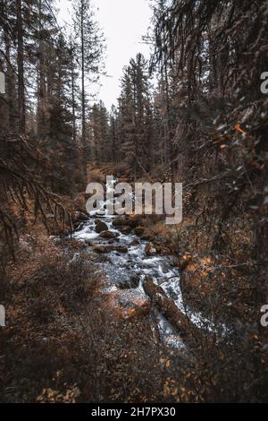 Photo verticale grand angle d'une conifère d'automne forêt de taïga profonde avec un ruisseau de montagne rapide au milieu avec des pierres surcultivées par des mousses jaunées et Banque D'Images