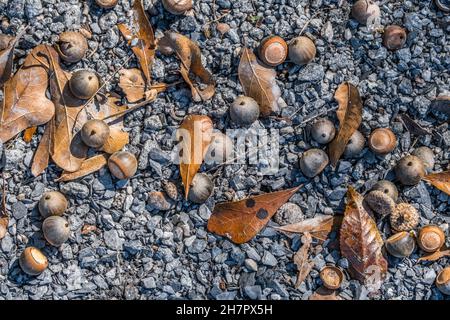 Feuilles et glands tombés d'un chêne sur le sentier de pierre dans les bois de proximité vue sur une journée ensoleillée en automne Banque D'Images