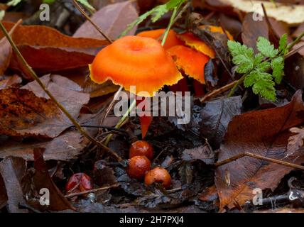 Petit cicap Vermiljon orange-rouge vif entre les feuilles et les fougères tombées, au premier plan quelques sacs d'oeufs, champignons immatures Banque D'Images