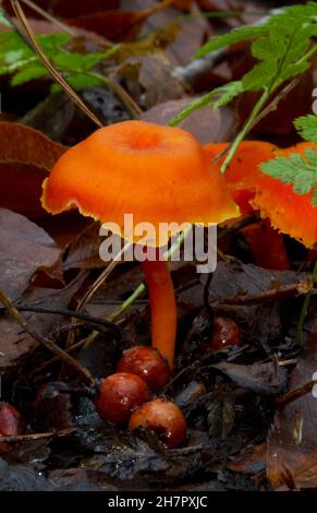 Petit cicap Vermiljon orange-rouge vif entre les feuilles et les fougères tombées, au premier plan quelques sacs d'oeufs, champignons immatures Banque D'Images