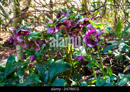 Hellébore hybride (HELLEBORUS HYBRIDUS) violet et rose dans une sous-croissance. Banque D'Images
