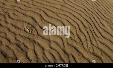 Lieu de frai des tortues à tête plate; plage d'Iztuzu.Il est connu pour son crabe bleu et son sable doré.À côté du delta du Dalyan. Banque D'Images