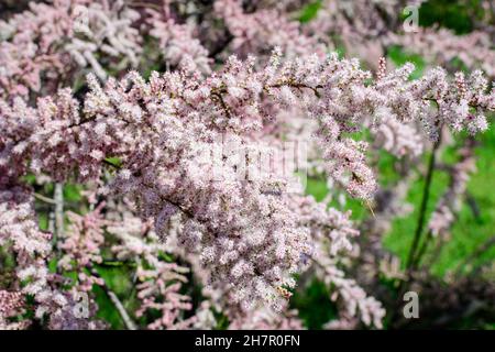 Beaucoup de fleurs roses vives et de petits bourgeons de Tamarix, tamarisk ou cèdre du sel dans un jardin ensoleillé de printemps, beau fond extérieur photographié avec humour Banque D'Images