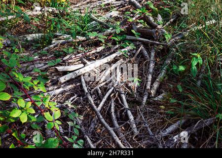 Le gros plan des bûches cassées et des branches d'arbres se trouve sur l'herbe verte de la forêt Banque D'Images