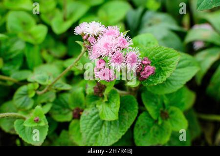 Grand groupe de fleurs roses et blanches d'Ageratum houstonianum plante communément connue sous le nom de lossflower, bluemink, blueweed ou Pinceau mexicain dans un ar Banque D'Images