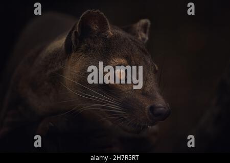 Rare fosa Cryptoprocta ferox montre et montre autour de lui, la meilleure photo. Banque D'Images