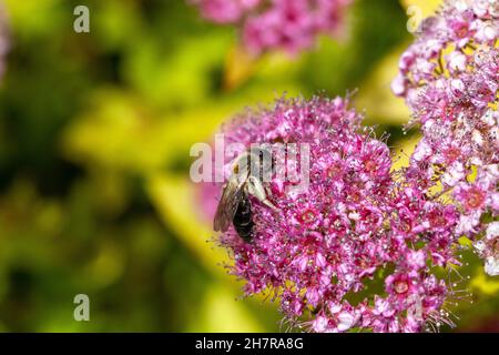 Une seule abeille collectant du pollen, assise sur une fleur de Meadowsweet en fleurs - filipendula rubra, un jour ensoleillé, macro, gros plan extrême, personne, été Banque D'Images