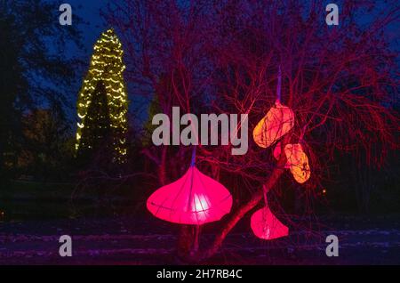 Wakehurst, Ardingly, Sussex.24 novembre 2021.Glow Wild, l'un des principaux événements d'hiver du Sussex de sa 8e année, présente de nouvelles installations lumineuses majeures d'artistes primés, plus de 300 lanternes artisanales et le plus grand arbre de Noël vivant du Royaume-Uni à 37 M.Wakehurst est le jardin botanique sauvage de Kew, près de Haywards Heath, dans le Sussex.Crédit : Malcolm Park/Alay Live News. Banque D'Images