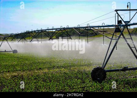 Système d'irrigation à pivot central pour l'arrosage des jeunes récoltes de maïs dans le centre du Dakota du Nord. Banque D'Images