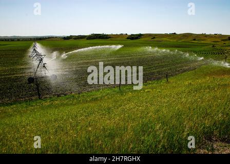 Système d'irrigation à pivot central pour l'arrosage des jeunes récoltes de maïs dans le centre du Dakota du Nord. Banque D'Images