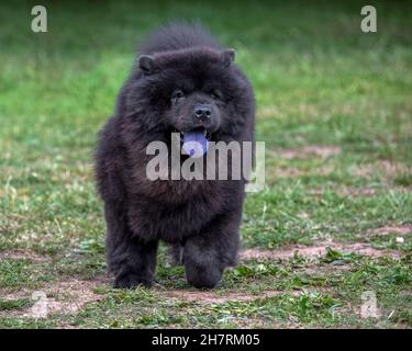 Chow Chow montrant une langue bleue typique Banque D'Images