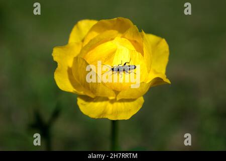 Fleurs orange de l'asiatique Globeflower Trollius asiaticus sur un fond flou. Mise au point sélective. Banque D'Images